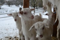 /album/fotogalerie-toulcuv-dvur-ekologicke-centrum-a-farma/toulcuv-dvur3-jpg1/